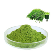 Pure natural Water Soluble green barley grass extract Barley grass Juice Powder